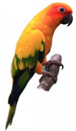 Parrot Clipart sun conure - Free Clipart on Dumielauxepices.net