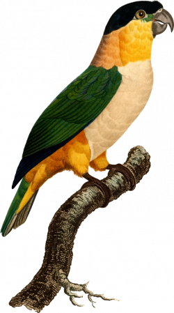 Clipart - Parrot 59