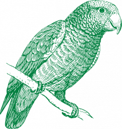 Green Parrot Clip Art at Clker.com - vector clip art online, royalty ...