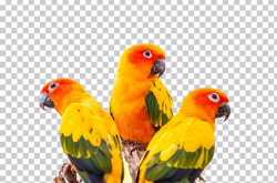 Sun Conure Green-cheeked Parakeet Parrot Bird PNG, Clipart ...