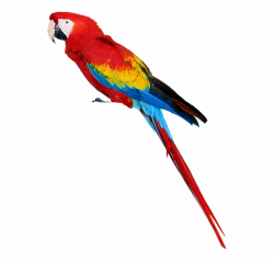 Parrot Png Free Download - Transparent Background Parrot ...