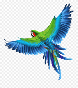 Transparent Parrot Clipart Picture - Birds Png Transparent ...