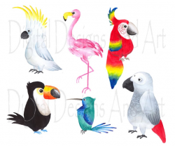 Watercolor birds clipart, Tropical bird clipart, flamingo clip art,  Watercolor bird, Bird illustration, parrot clipart, humming bird clipart