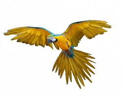 Flying Parrot Transparent PNG - peoplepng.com
