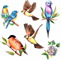 Vector watercolor flower bird 948*936 transprent Png Free Download ...