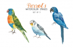 Watercolor Parrots Clipart ~ Illustrations ~ Creative Market