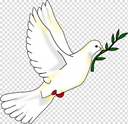 Columbidae Bird Peace symbols , pigeon transparent ...