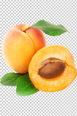 Peach Apricot Fruit PNG, Clipart, Apricot, Clip Art ...