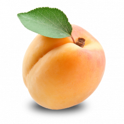Apricot PNG Image - PurePNG | Free transparent CC0 PNG Image Library