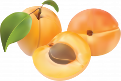 Peach PNG Image - PurePNG | Free transparent CC0 PNG Image Library