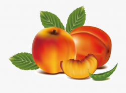 Peach Clipart Apricot - Peach Clipart Transparent #126015 ...