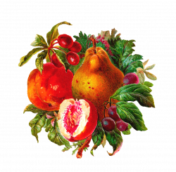 Antique Images: Free Digital Fruit Clip Art: Digital Image Cherries ...
