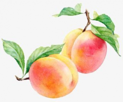 Peach, Peach Clipart, Fruit PNG Transparent Image and ...