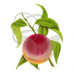 Digital Peach Fruit Craft Plant Clip Art Download Illustration Printable  Botanical