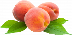 Peach HD PNG Transparent Peach HD.PNG Images. | PlusPNG