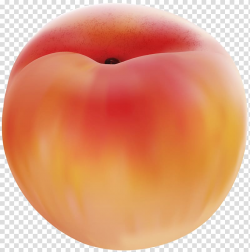 Peach Fruit , Peach transparent background PNG clipart ...