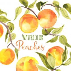 Watercolor Peach Clip Art, Trendy Peach leaves Clipart, Peaches Illustration