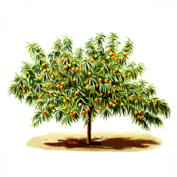 Peach tree clipart, cliparts of Peach tree free download ...