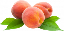 peach png - Free PNG Images | TOPpng