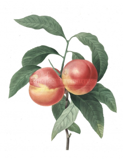 50% OFF SALE! Vintage French Peaches Clipart: High Resolution Printable  Artwork, Commercial Use - Image No. R26 Instant Download