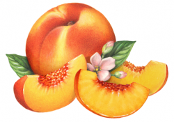Free Peaches Cliparts, Download Free Clip Art, Free Clip Art ...