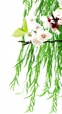 Floral design Clip art - Peach blossom willow 571*1055 transprent ...