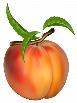 Peach Transparent PNG Clipart Picture | Gallery Yopriceville - High ...