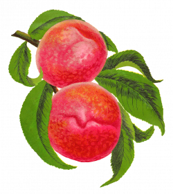 Antique Images: Antique Stock Illustration Fruit Peach Botanical ...