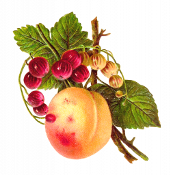 Antique Images: Vintage Botanical Fruit Clip Art of Peach and ...