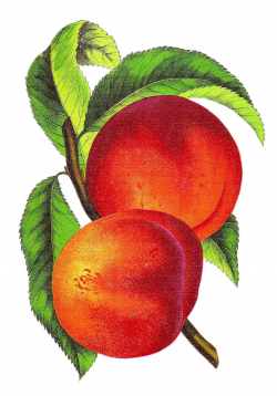 Antique Images: Free Fruit Clip Art: Vintage Peach ...