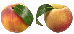 Peaches PNG Clipart Picture | Gallery Yopriceville - High-Quality ...