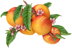 Botanical illustration of a peach branch with five peaches ...