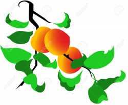 Peaches Cliparts | Free download best Peaches Cliparts on ...