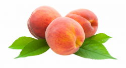 Peach White Background Images - Fruit Peach Png, Transparent ...