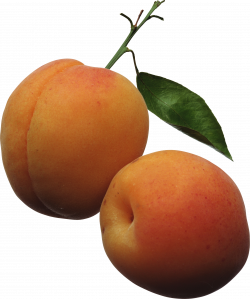 Peach PNG image, free download peach pictures