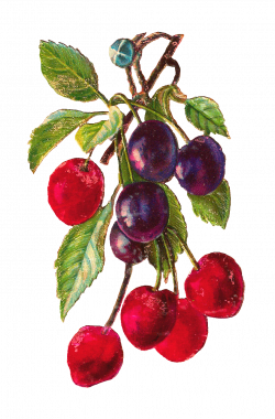 Antique Images: Free Fruit Clip Art: Antique Botanical Cherry and ...
