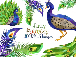 Watercolor Peacock Clipart ~ Illustrations ~ Creative Market