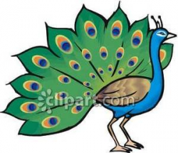 Peacock Clipart | Clipart Panda - Free Clipart Images