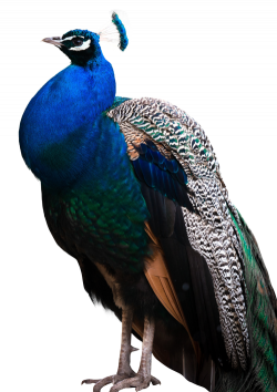 Peacock PNG Transparent Image - PngPix