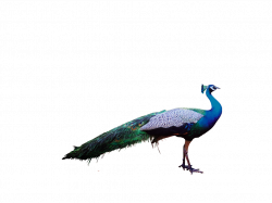 Peacock png clipart and images