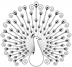Best HD Clip Art Black And White Peacock Photos » Free ...
