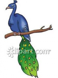 A Peacock Sitting on a Branch - Royalty Free Clipart Picture