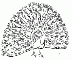 Free Printable Peacock Coloring Pages For Kids | peacock ...