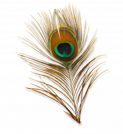 Peacock Feather images Transparent png
