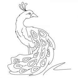 Free Peacock Drawing, Download Free Clip Art, Free Clip Art ...