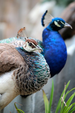 Male and Female Peacock | peacocks | Female peacock, Peacock ...