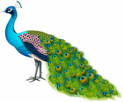 Peacock Transparent Image | Gallery Yopriceville - High ...