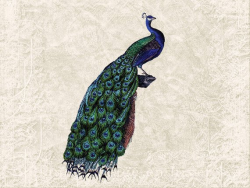 Peacock Graphic Download Digital Art - Vintage Color Peacock ...