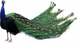 Peacock PNG Transparent Images | PNG All