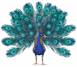 Drawn Peacock pavo real 15 - 823 X 720 Free Clip Art stock ...